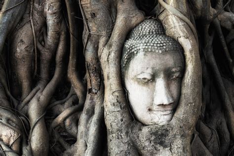 Premium Photo Head Of Buddha Statue In Tree Roots At Wat Mahathat