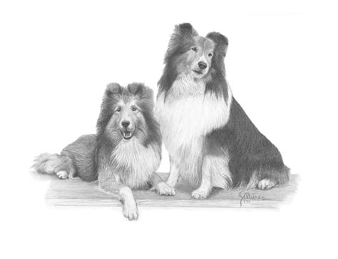 Shelties Drawing By Joe Olivares