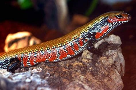 Fire Skink Facts And Pictures