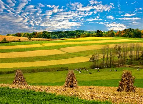 Ohio Landscape Photography Cows And Farmland Photography By John Holliger