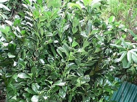 Alle teile der pflanze sind giftig. Giftige Pflanzen im Garten: Gefahr für Kinder und Haustiere!