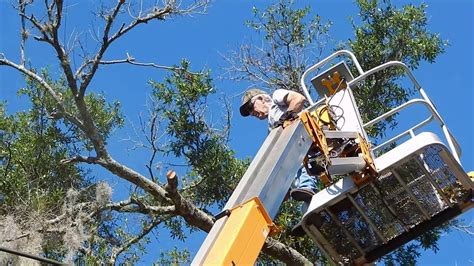 Experienced tree removal and trimming for hillsborough county. Laurel Oak tree trimming Fl - YouTube