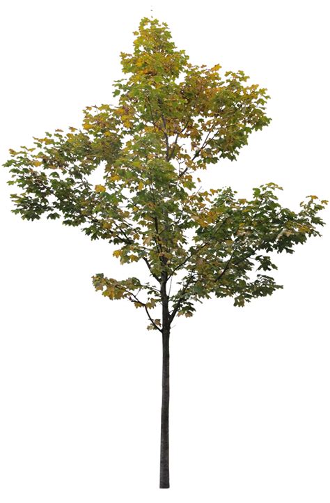 Small Maple Tree 3 Cutout Trees Landscape Architecture Graphics