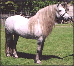 highland pony horses