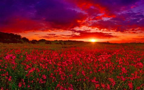 Sunset Sunset Natural Landmarks Flower Field