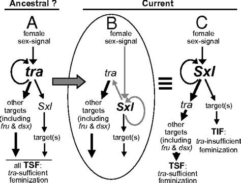 drosophila switch gene sex lethal can bypass its switch gene target transformer to regulate