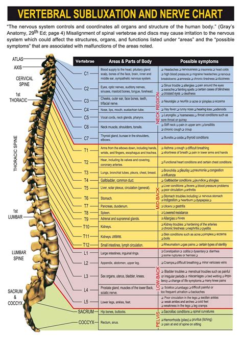 Where Do Your Nerves Go Adio Chiropractic Center