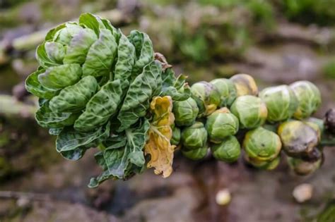 How To Spot Treat And Prevent Brussels Sprout Diseases Food
