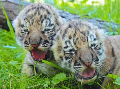 Instant affiliate program with 800,000+ active affiliates. Zoo Zlín se chlubí tygřími mláďaty - ZLIN.CZ