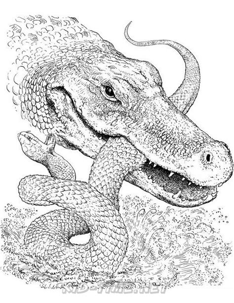 Crocodile Coloring Pages 045 Kids Time Fun Places To Visit And Free