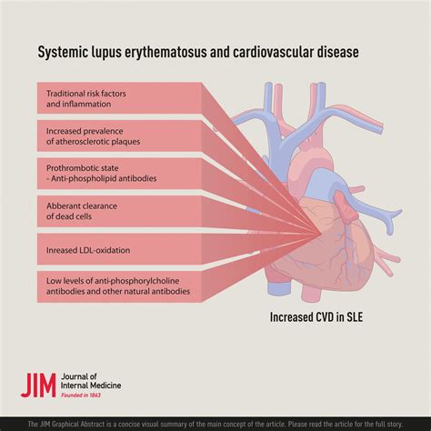 Systemic Lupus Erythematosus And Cardiovascular Disease Frostegård