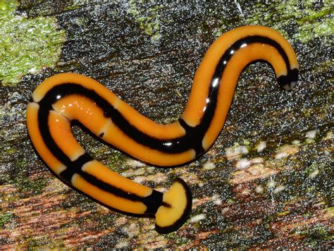 Pretty Terrestrial Flatworm Bipalium Sp Gunung Mulu Np Flickr