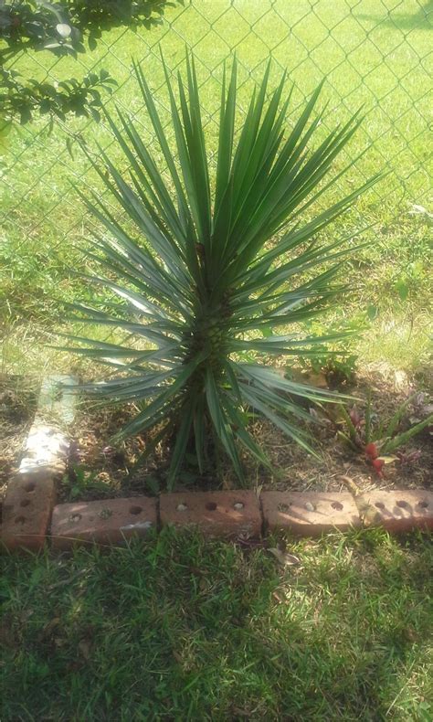 Spiky Palm Like Plant Garden Design Ideas Plants Garden Design