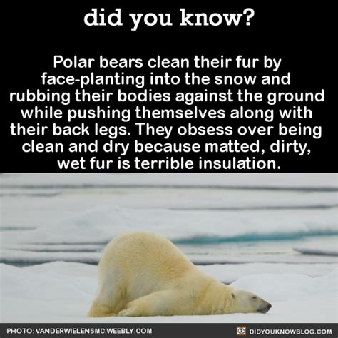Did You Kno Polar Bears Clean Their Fur By Did You Know