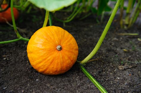 Wann ist der kürbis reif? Hokkaido-Kürbis » Woran erkennen Sie, dass er reif ist?