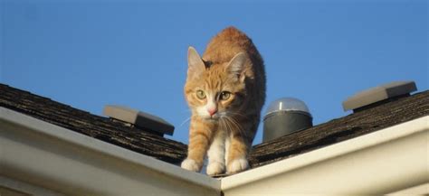 Epuluh orang menyumbang artikel ini, ada di antaranya tanpa. Tidak Perlu Dihalau, Begini Cara Unik Usir Kucing Ala ...