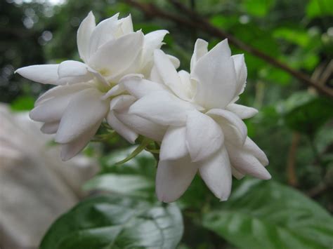 Flowers and their names in hindi. Mogra Flowers | Common name: Arabian Jasmine 'Belle of ...