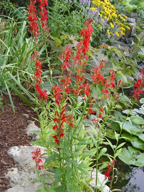 Lobelia Cardinalis Cardinal Flower Eberts Greenhouse