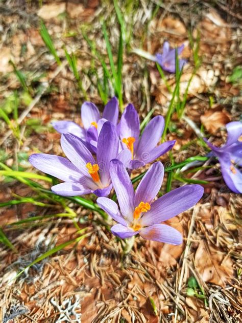 Beautiful Purple Crocus Flowers Close Up Mountain Spring Plant Stock
