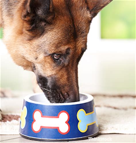 A dog with pancreatic cancer may show signs such as: EPI: Exocrine Pancreatic Insufficiency in Dogs and Cats