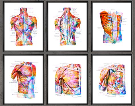 Torso Muscles Anatomy Poster Muscular System Watercolor Print Etsy