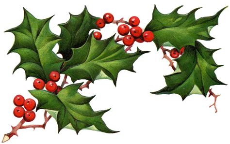 Holly And Ivy Png Transparent Holly And Ivypng Images Pluspng