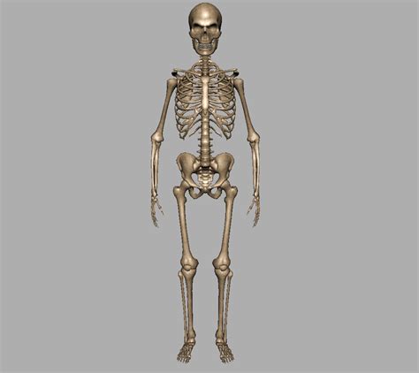 Simplified Skeleton 3d Model Gamerplm