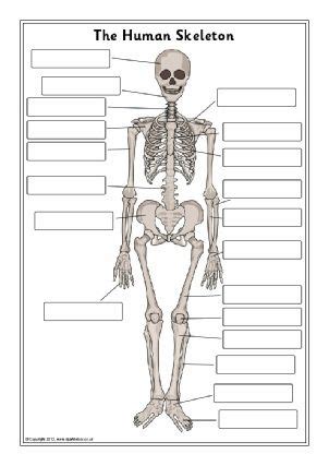 From wikimedia commons, the free media repository. 18 best Human Skeleton images on Pinterest | Human skeleton, Bones and Human anatomy