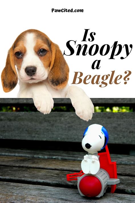 How Is Snoopy A Beagle