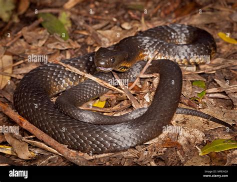Black Tiger Snake Notechis Ater Fam Elapidae A Highly Venomous