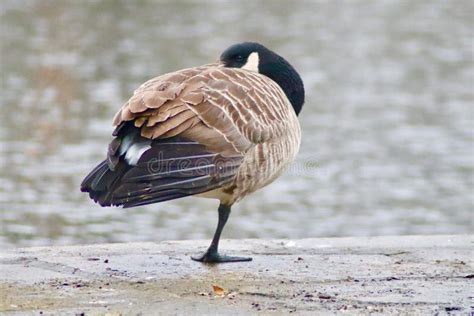 A Canadian Goose Standing On One Leg Sleeping Stock Photo Image Of