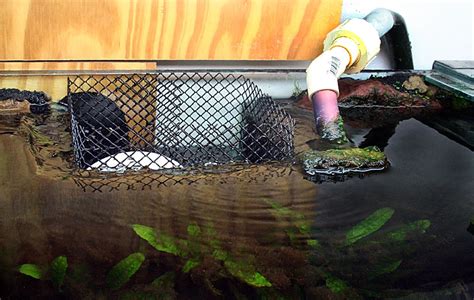 Explore our troubleshooting gutter repair guide & get your rainwater issues sorted with minimal fuss. Cichlid-Forum • Leaking over flow chamber.
