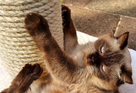 Hd Wallpaper British Shorthair Cat Kratzbaum Play Pet Mieze