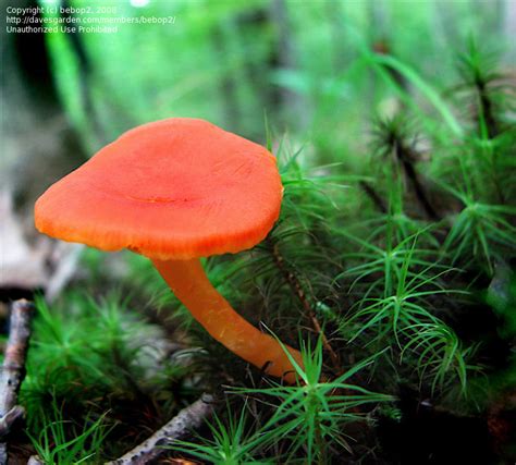 Plant Identification Closed Very Small Orange Mushroom 1 By Bebop2