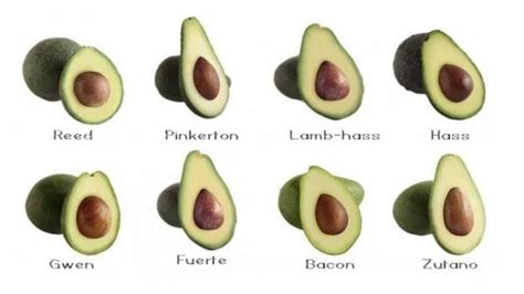 20 Awesome Avocado Varieties Type A And Type B Avocados Explained