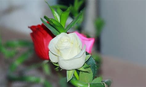 50 Gambar Bunga Mawar Tercantik Di Dunia Warna Putih Ungu Pink Dan