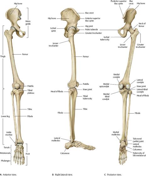 Lower Limb Bones Diagram