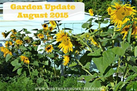 Garden Update August 2015 Northern Homestead