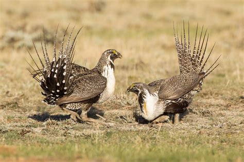 Greater Sage Grouse Audubon Field Guide