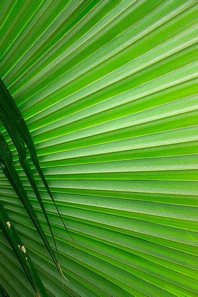 When he discovered martinique in 1493, christopher columbus gushed that it was the most beautiful country in the world. Transparences : Plantes : Autour de la Montagne Pelée ...