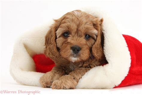 Dog Cute Cavapoo Puppy In A Santa Hat Photo Wp39292