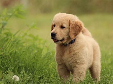 English golden retrievers are very loyal to their families. This Golden Puppy Needs Your Help!! - Windy Knoll Golden ...