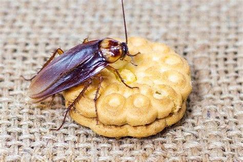 How Do I Get Rid Of Roaches In My Honolulu Home Pest Tech Hawaii