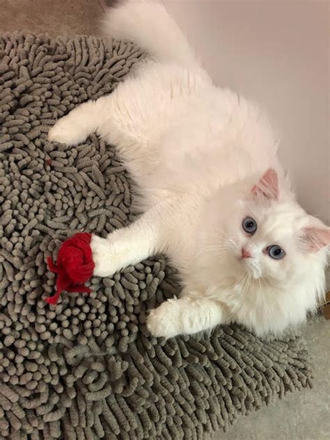 The kittens are raised in my home. Our Ragdoll Cats Western New York | Northwin Ragdolls