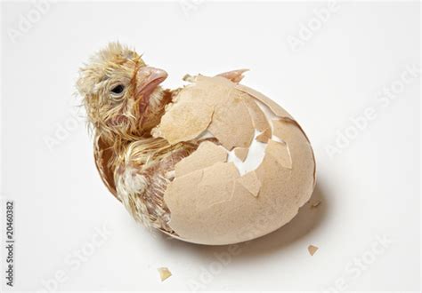 Chicken Coming Out Of Egg By Agrovisual Royalty Free Stock Photos