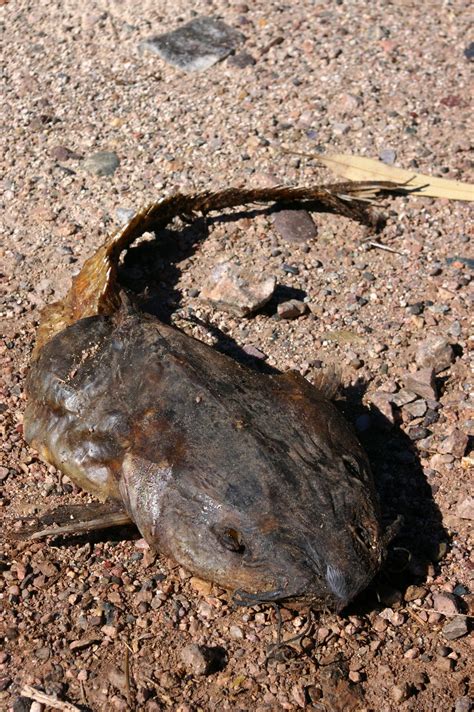 Arizona Gronseth Report The Elusive Desert Sand Fish