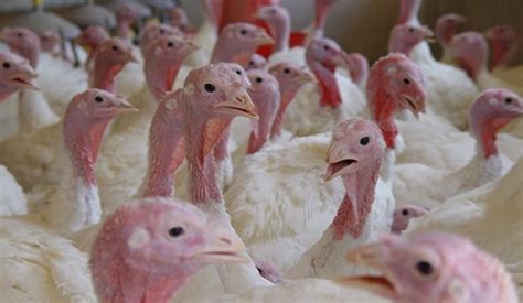 Bird Flu An Overly Cautious Move By Defra Compassion In World Farming