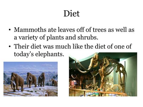 Ppt Mammoths Powerpoint Presentation Free Download Id2337877