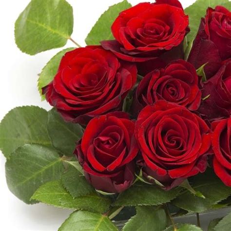 Portadas para tu facebook | Rosa roja, Rosas rojas, Rosas