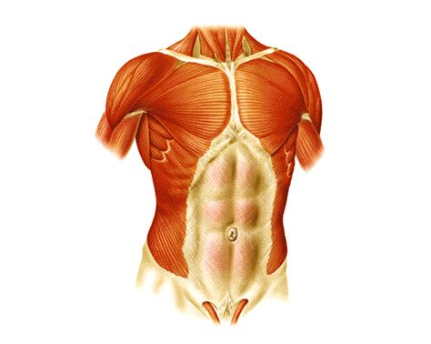 Láminas Interactivas Sistema Muscular Músculos Del Tronco 1